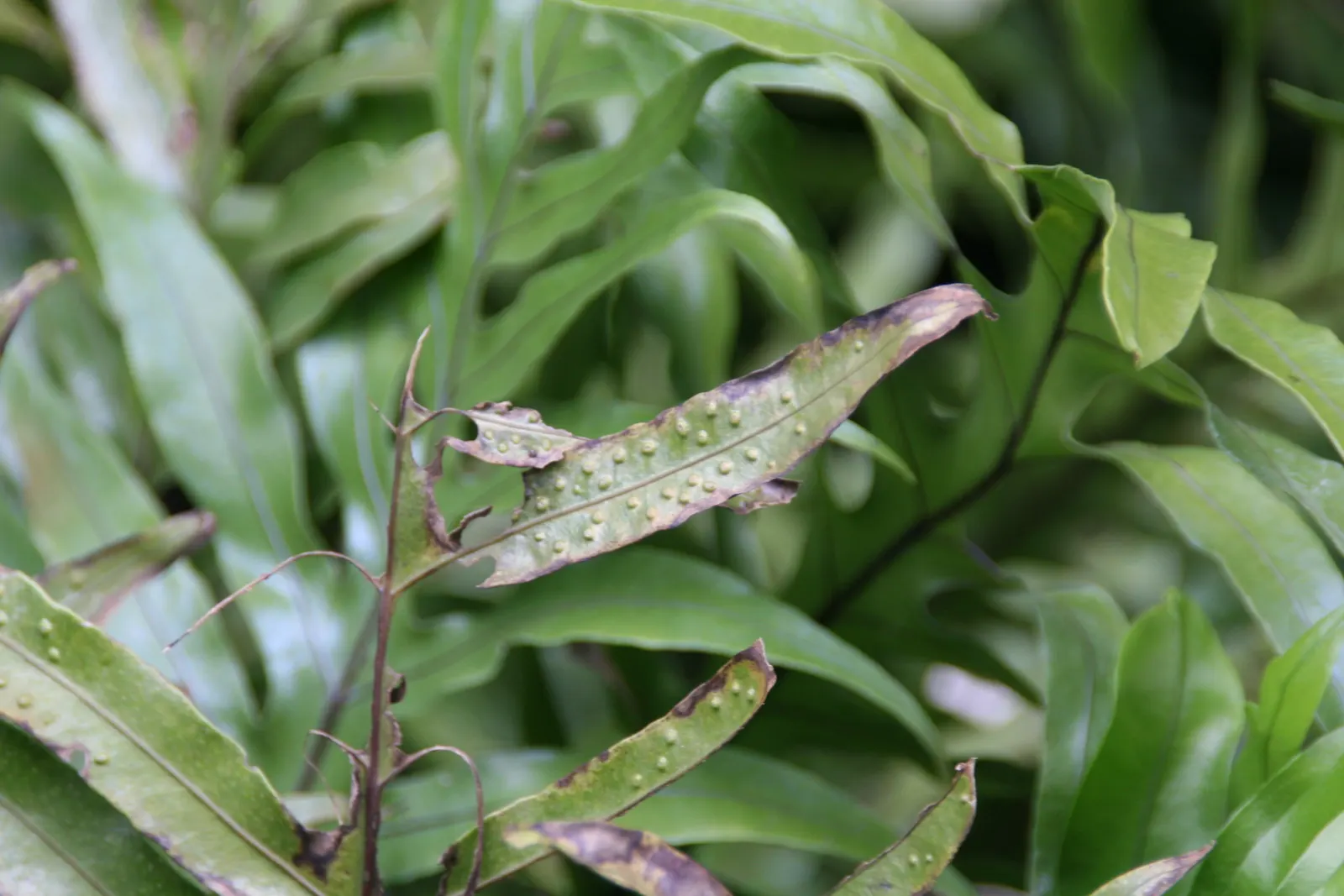 Leathery Polypody (Polypodium Scolopendria) — This low-maintenance fern is also an excellent choice for containers on shaded patios or balconies