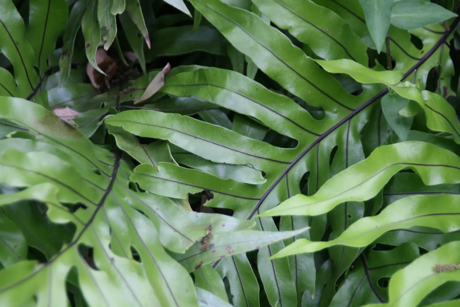 Leathery Polypody (Polypodium Scolopendria) — consider using it as underplanting for taller shrubs or trees; is an attractive perennial fern ideal for adding a