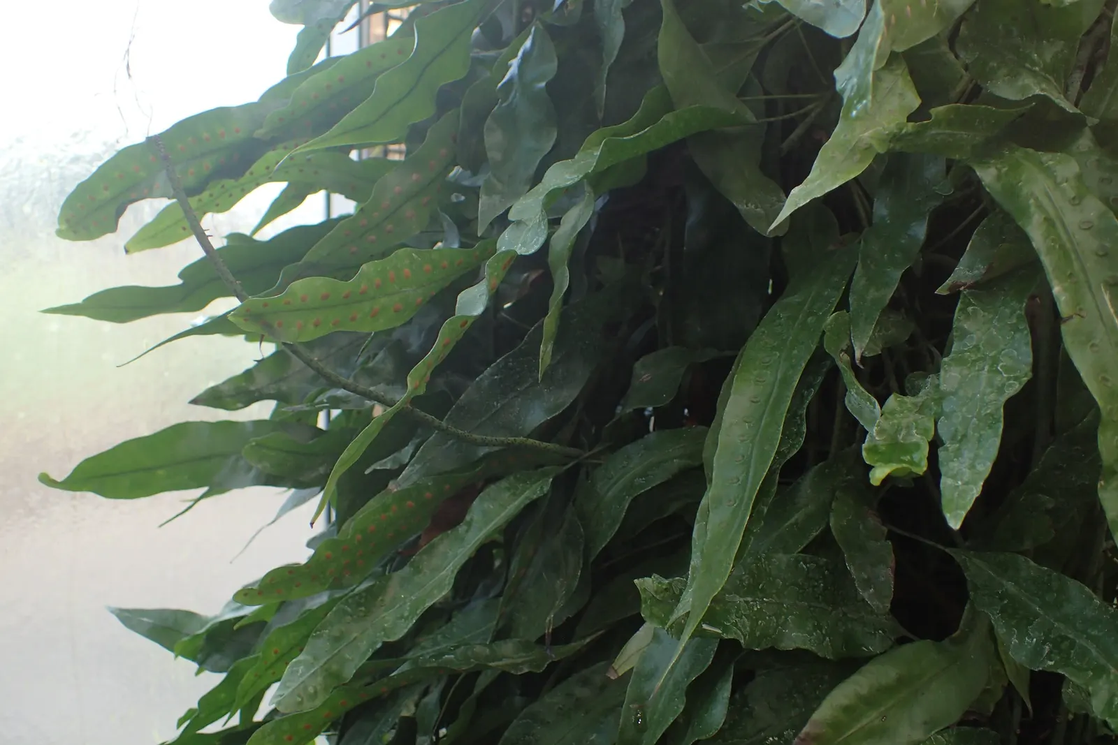 Leathery Polypody (Polypodium Scolopendria) — It's worth noting to the client that this fern is largely pest and disease-free