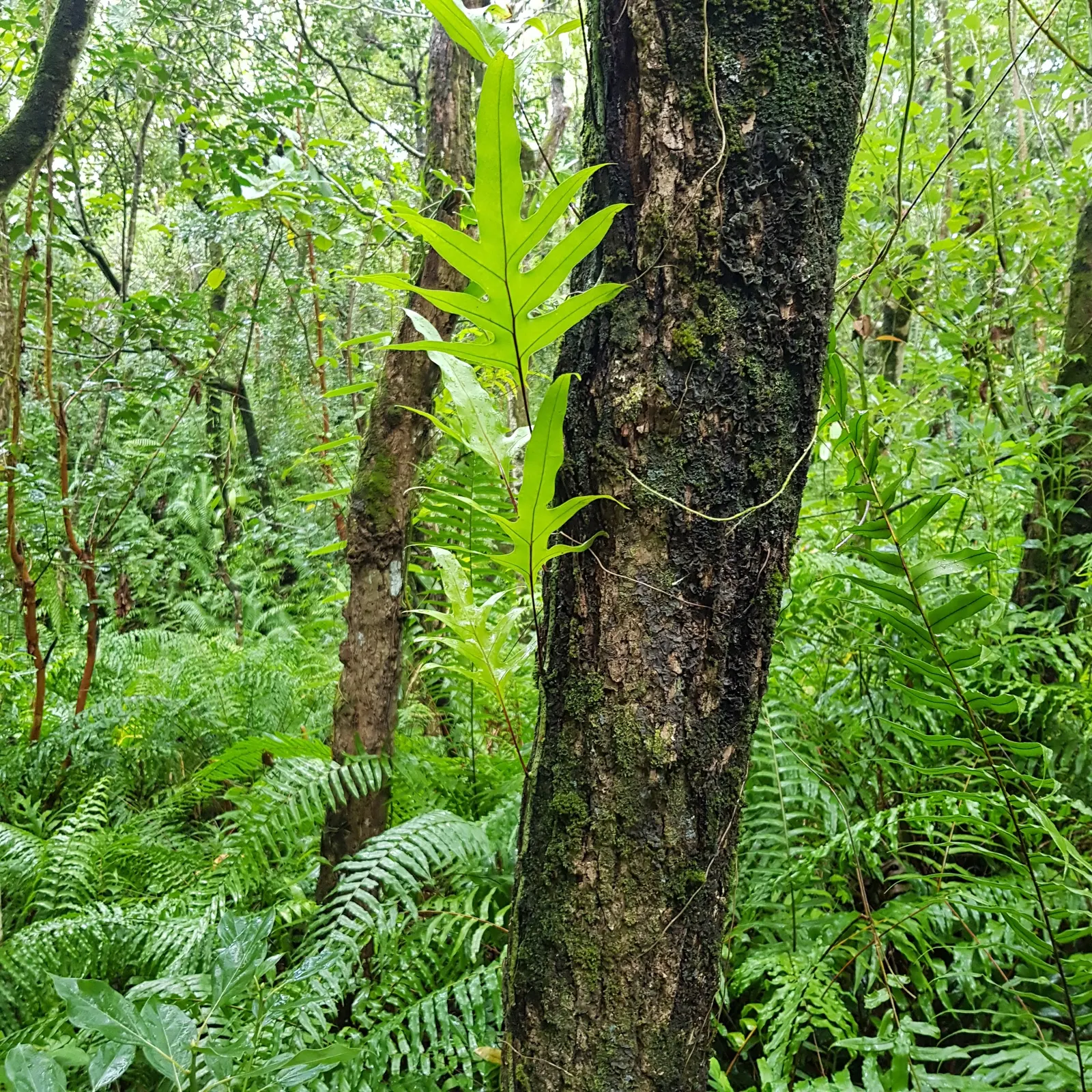 Leathery Polypody (Polypodium Scolopendria) — Recognizable by its broad