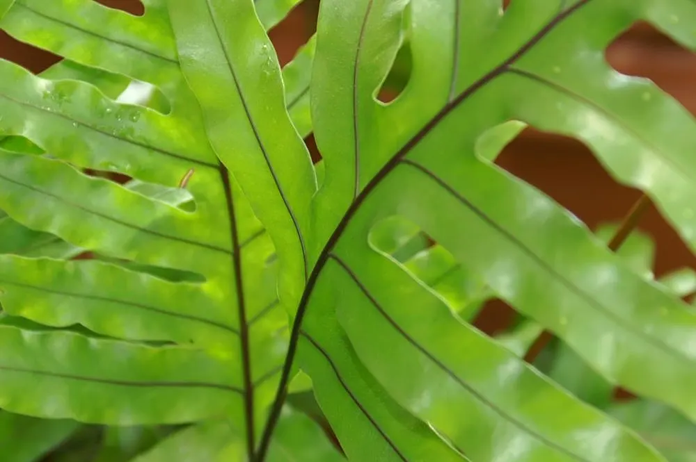 Leathery Polypody (Polypodium Scolopendria) — is an evergreen fern featuring broad; this low-maintenance ground cover prefers moderate moisture, with drought