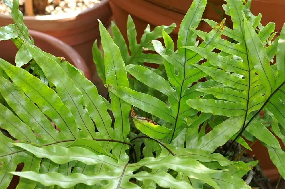 Leathery Polypody (Polypodium Scolopendria) — is an attractive perennial fern ideal for adding a lush