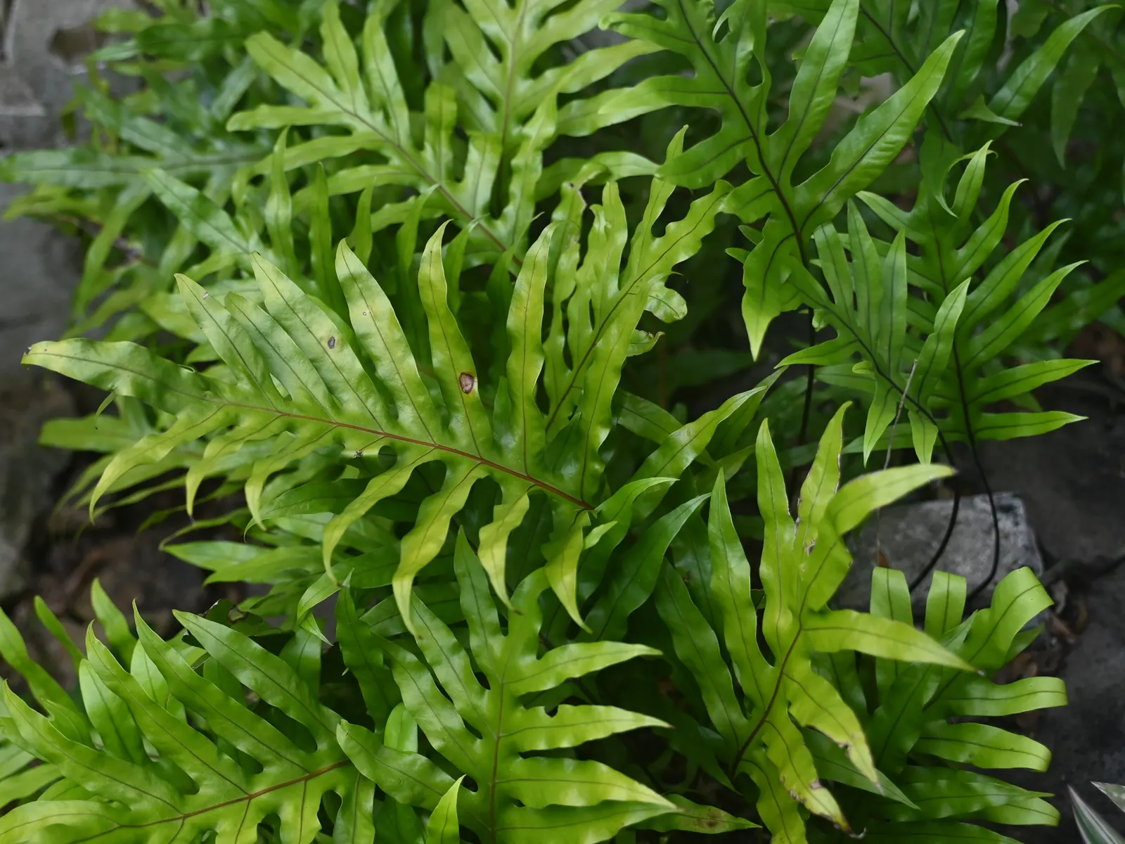 Leathery Polypody (Polypodium Scolopendria) — scientifically known as Polypodium scolopendria; fern for half or shade