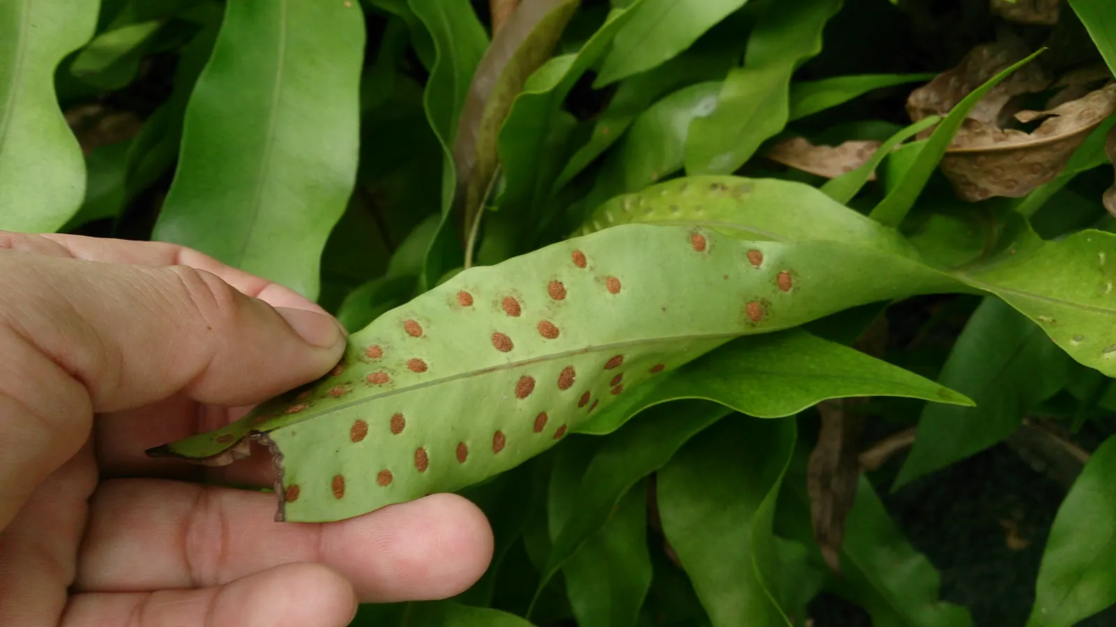 Leathery Polypody (Polypodium Scolopendria) — or along borders where its evergreen foliage can provide a constant backdrop to seasonal flowers; environment for