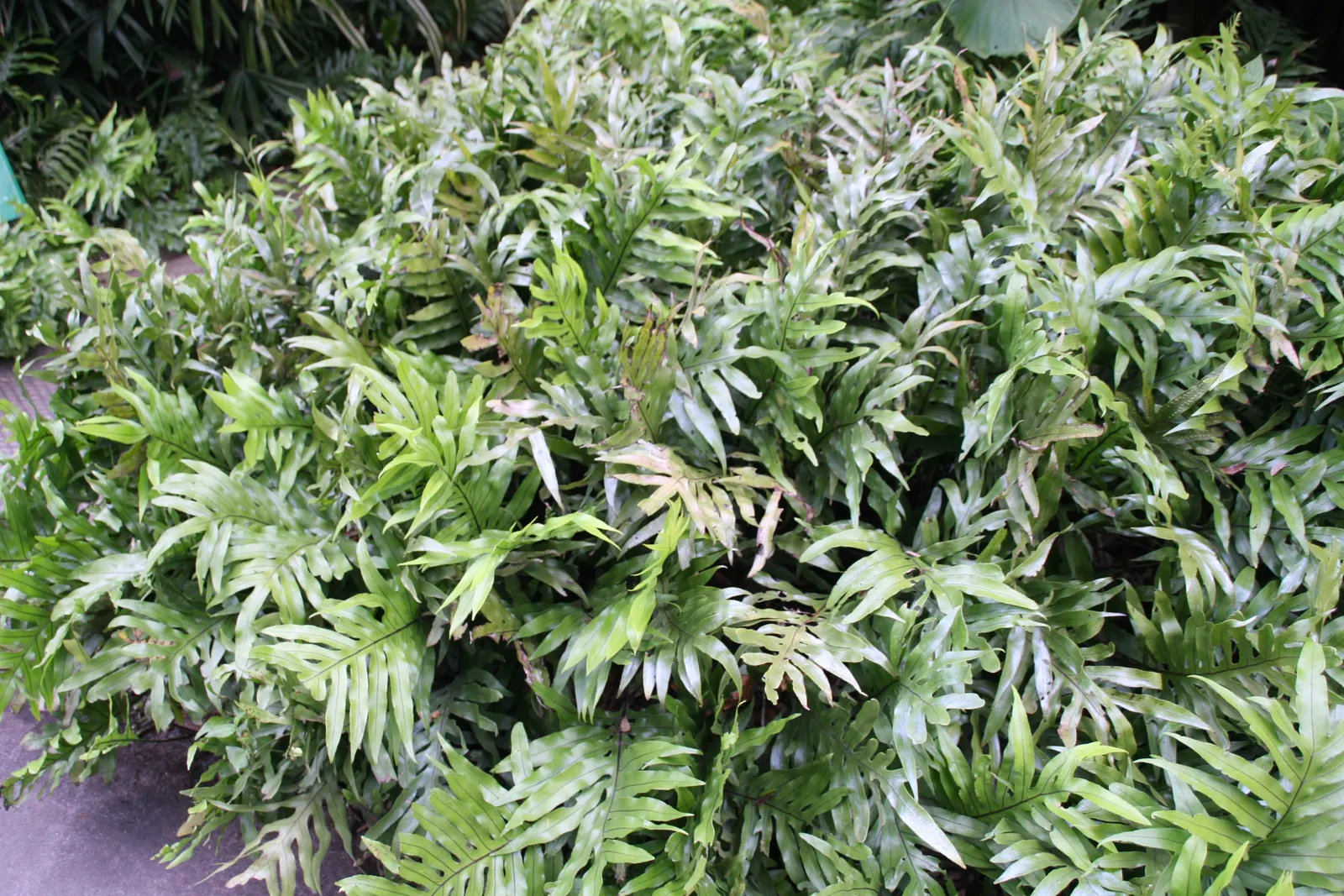 Leathery Polypody (Polypodium Scolopendria) — tropical feel to your garden