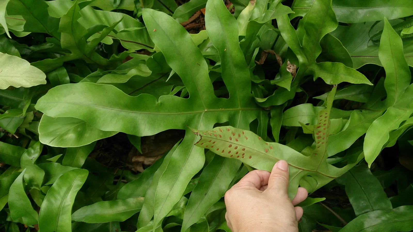 Leathery Polypody (Polypodium Scolopendria) — consider using it as underplanting for taller shrubs or trees