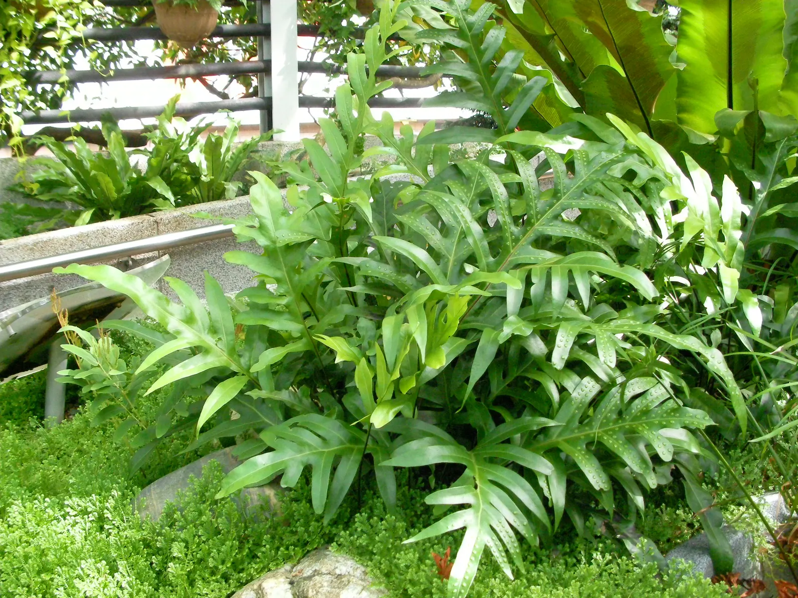 Leathery Polypody (Polypodium Scolopendria) — is an attractive perennial fern ideal for adding a lush; scientifically known as Polypodium scolopendria