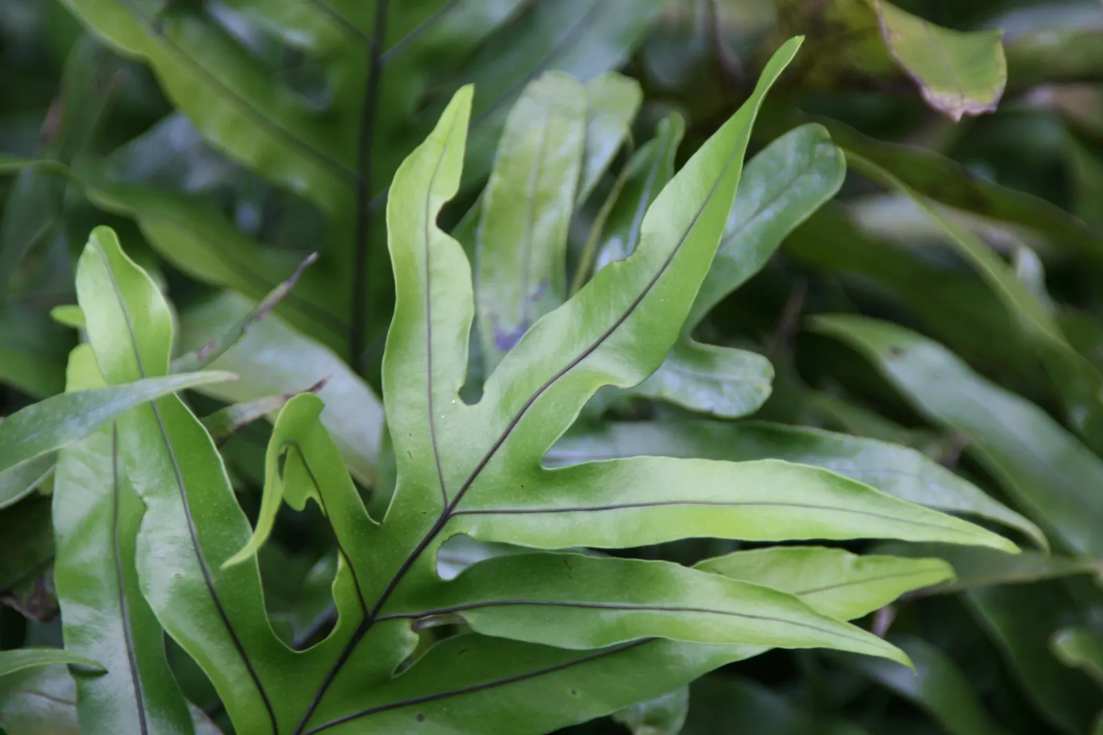 Leathery Polypody (Polypodium Scolopendria) — environment for the fern's roots; recognizable by its broad