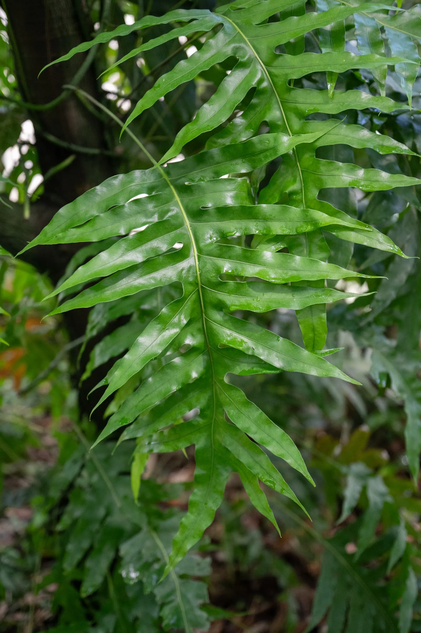 Leathery Polypody (Polypodium Scolopendria) — This fern has an arching growth habit
