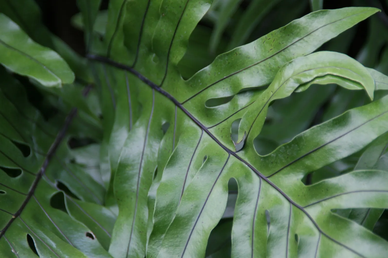 Leathery Polypody (Polypodium Scolopendria) — fern for half or shade; this low-maintenance fern is also an excellent choice for containers on shaded patios or