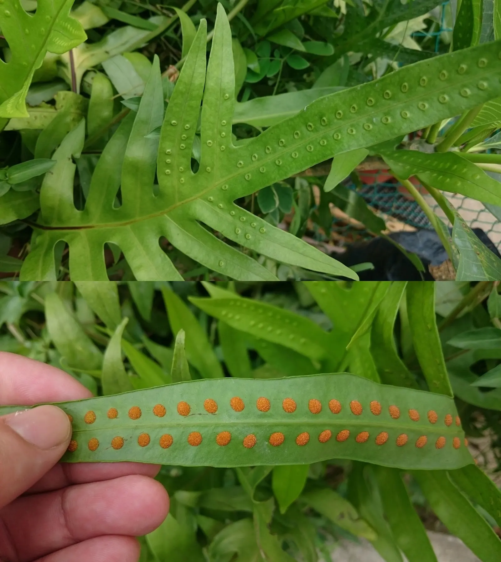 Leathery Polypody (Polypodium Scolopendria) — it boasts an evergreen nature that ensures year-round visual interest; its unique texture and arching shape make