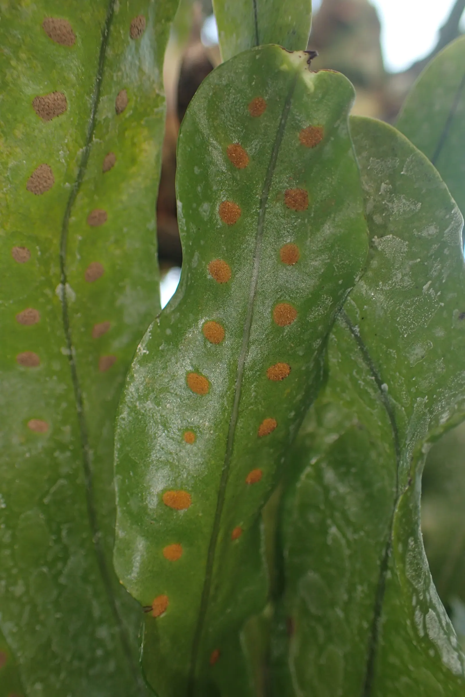 Leathery Polypody (Polypodium Scolopendria) — is an evergreen fern featuring broad