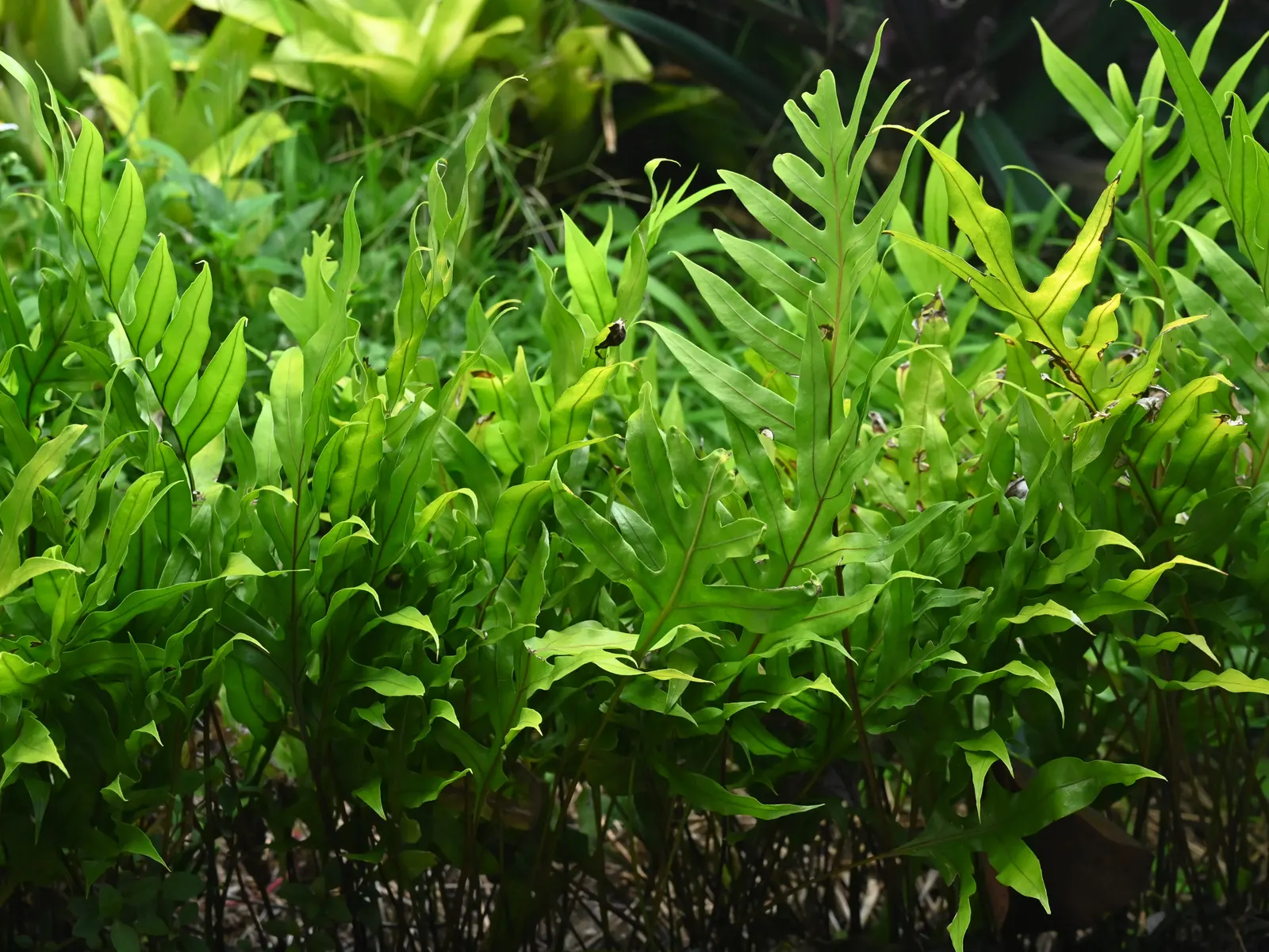 Leathery Polypody (Polypodium Scolopendria) — Hardy in zones 9-11, it thrives in partial to full shade and well-drained, humus-rich soil; consider using it as