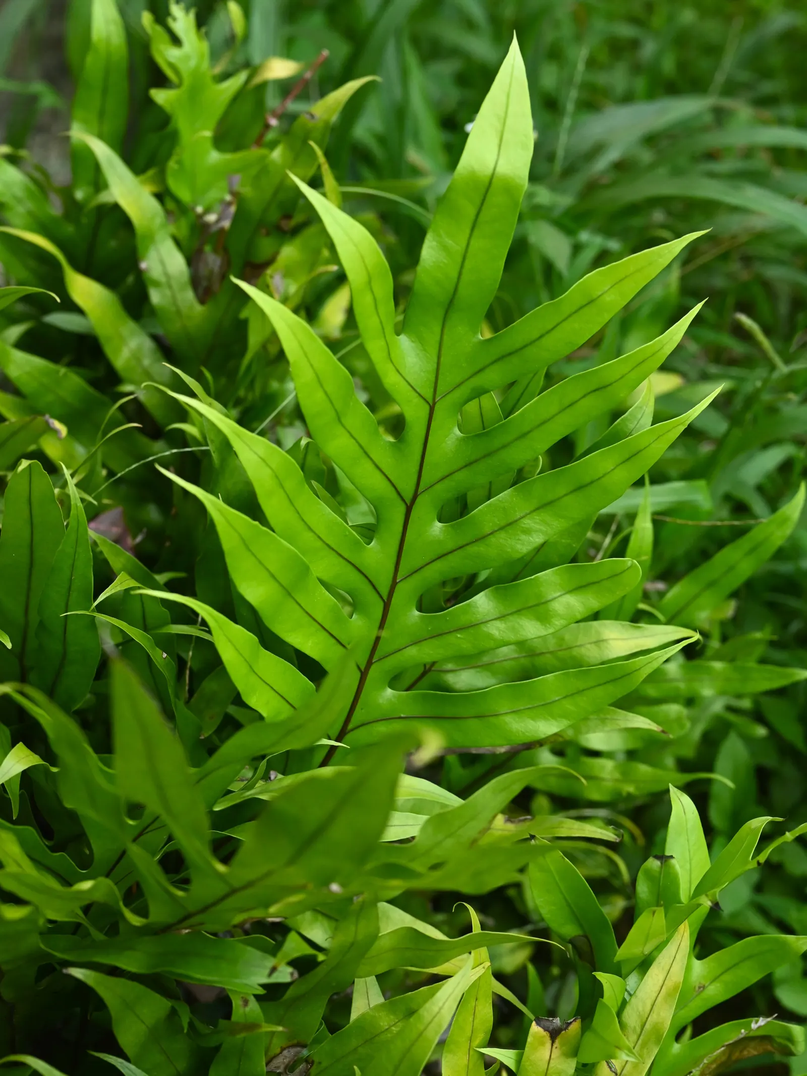 Leathery Polypody (Polypodium Scolopendria) — waxy fronds up to 18 inches long; it boasts an evergreen nature that ensures year-round visual interest