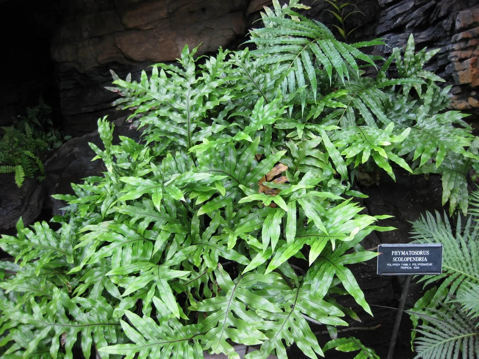 Leathery Polypody (Polypodium Scolopendria) — adding to its appeal as a carefree addition to the garden