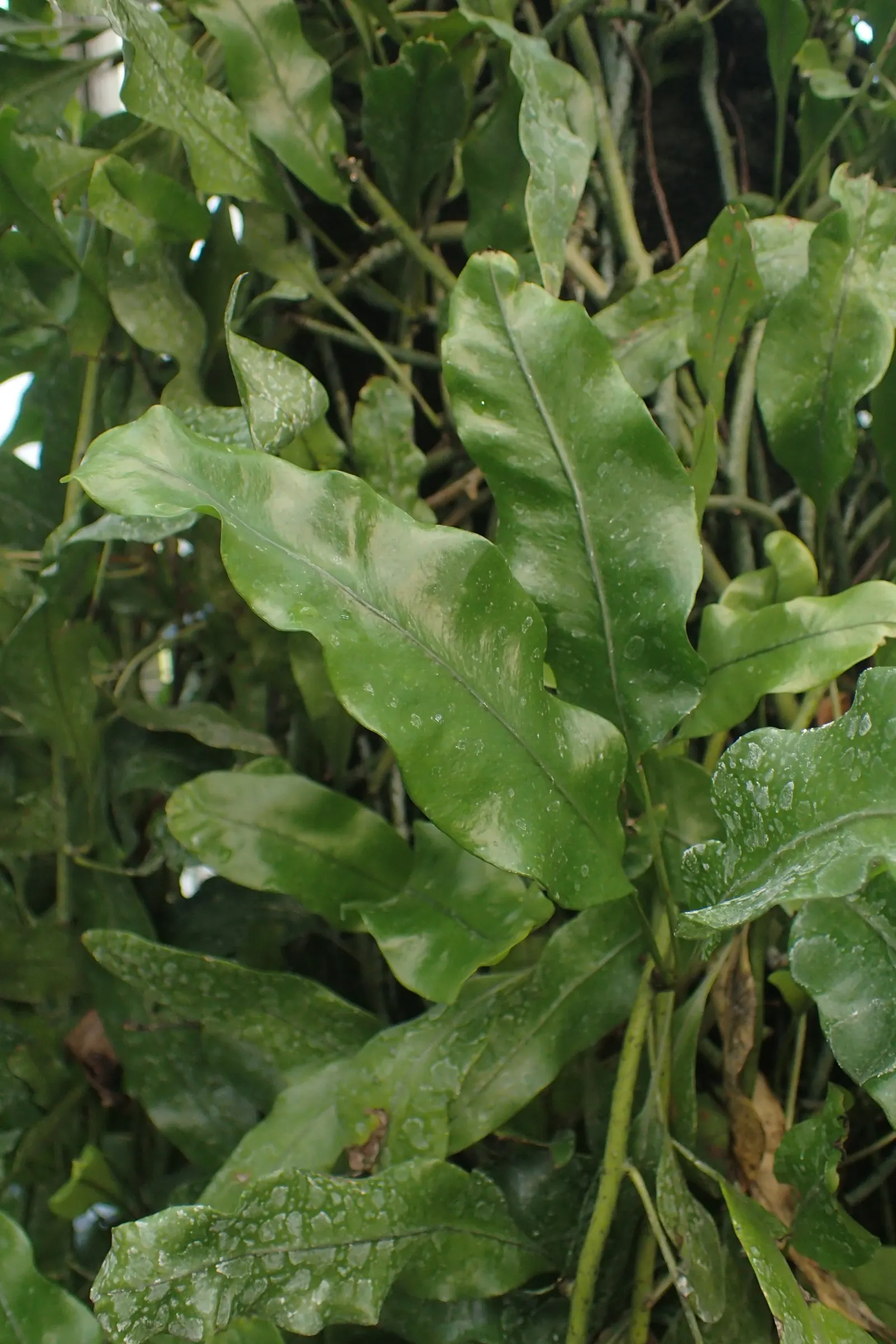 Leathery Polypody (Polypodium Scolopendria) — Soil should be well-draining and rich in organic matter; hardy in zones 9-11, it thrives in partial to full shade