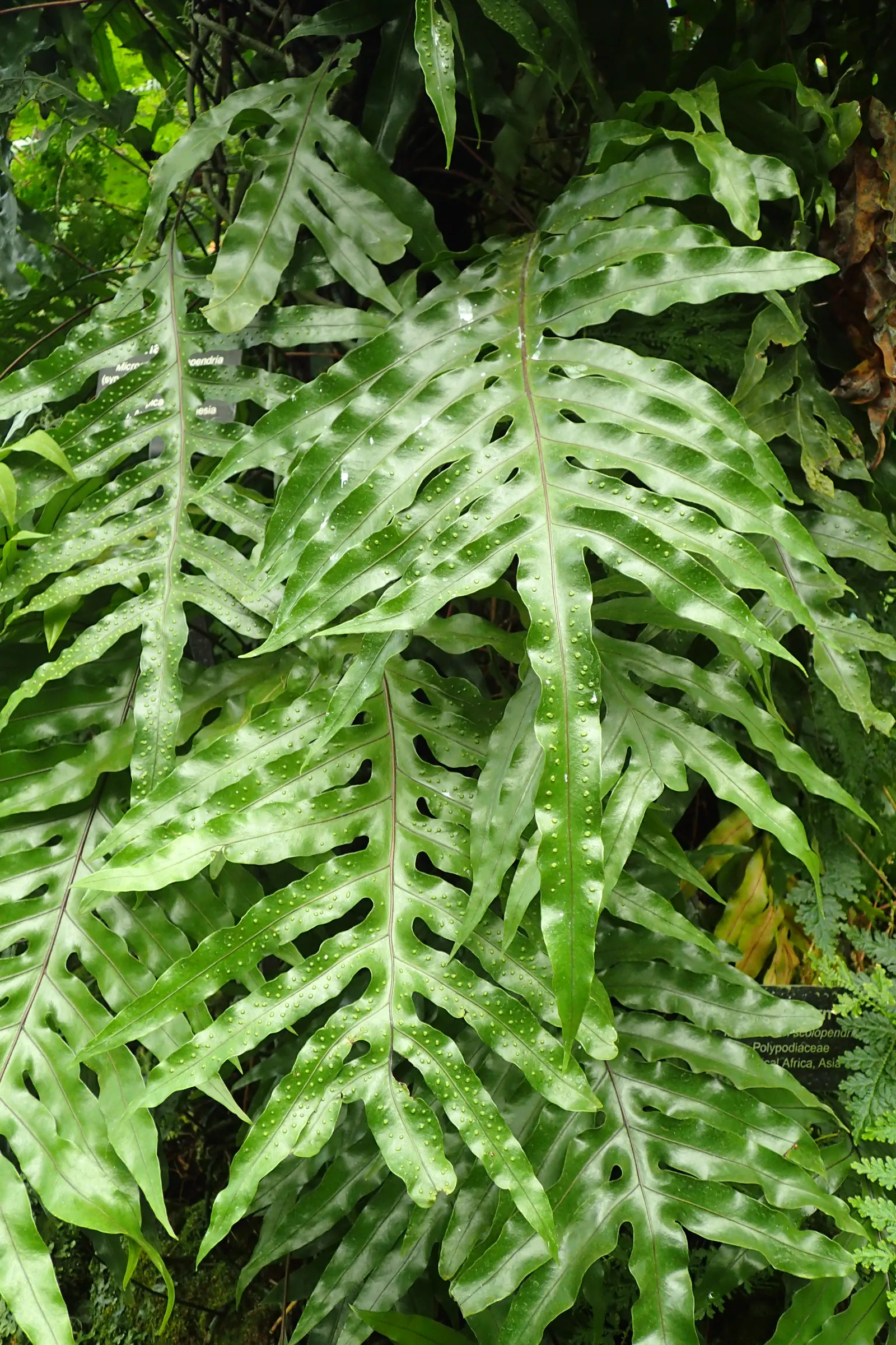 Leathery Polypody (Polypodium Scolopendria) — It thrives in USDA Hardiness Zones 9 through 11