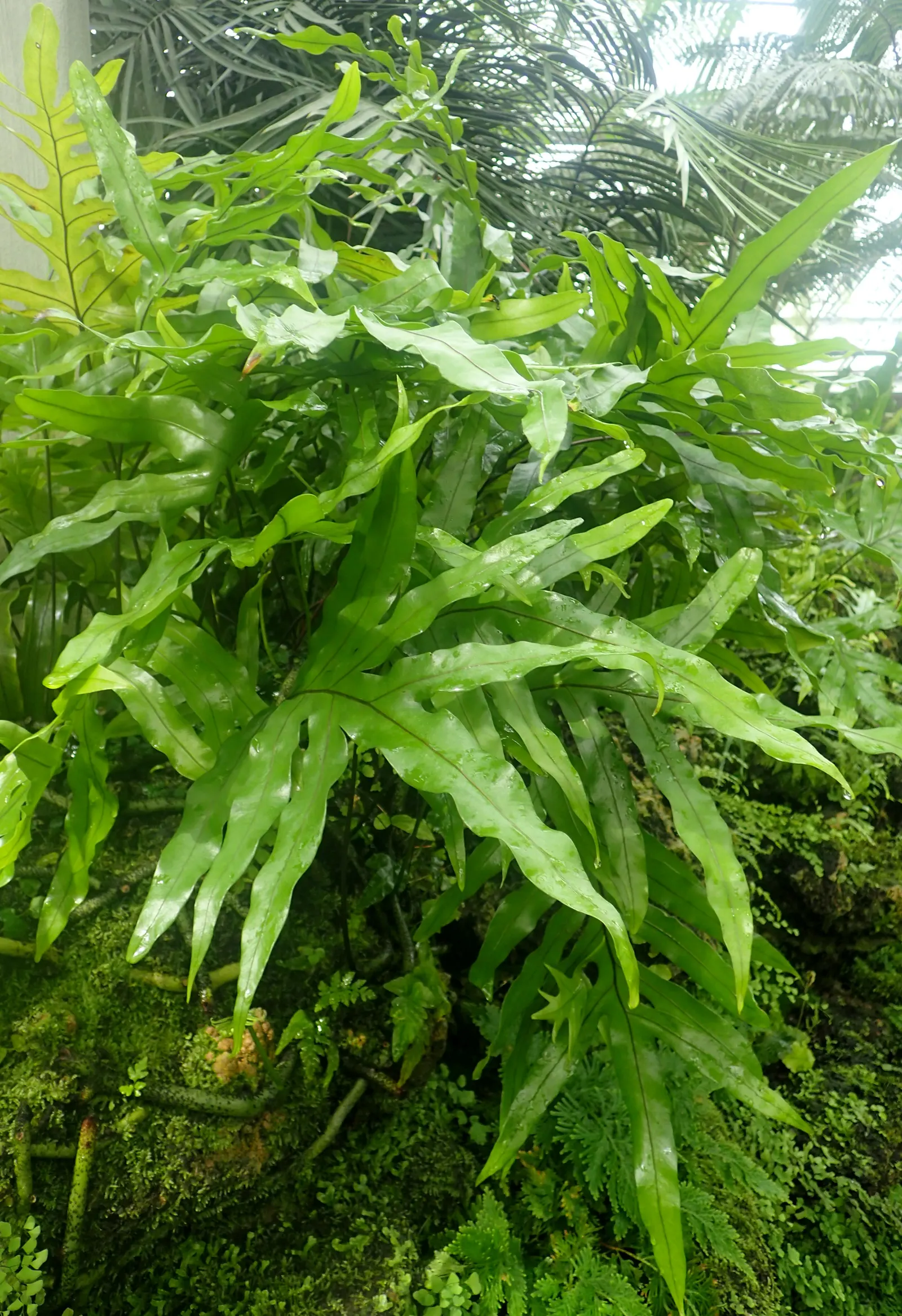 Leathery Polypody (Polypodium Scolopendria) — It's worth noting to the client that this fern is largely pest and disease-free; offering year-round visual