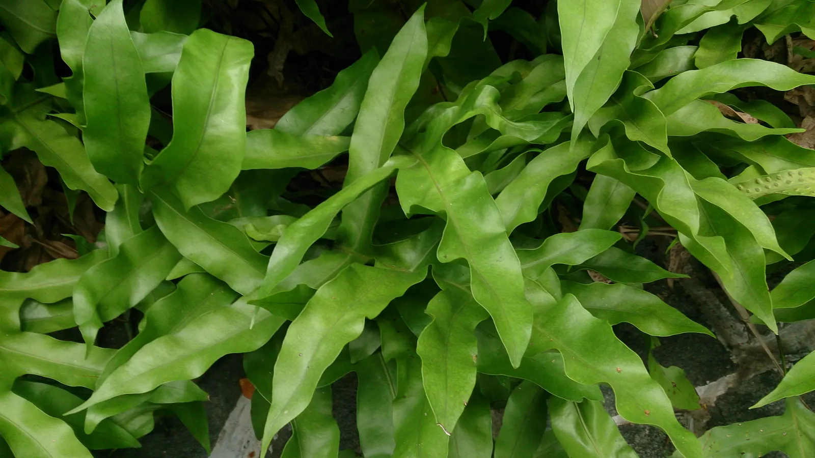 Leathery Polypody (Polypodium Scolopendria) — It thrives in USDA Hardiness Zones 9 through 11; and while it can tolerate minor dry spells