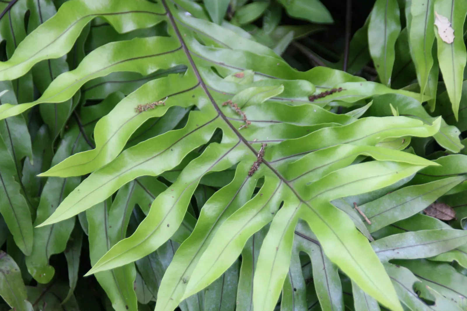 Leathery Polypody (Polypodium Scolopendria) — tropical feel to your garden; soil should be well-draining and rich in organic matter
