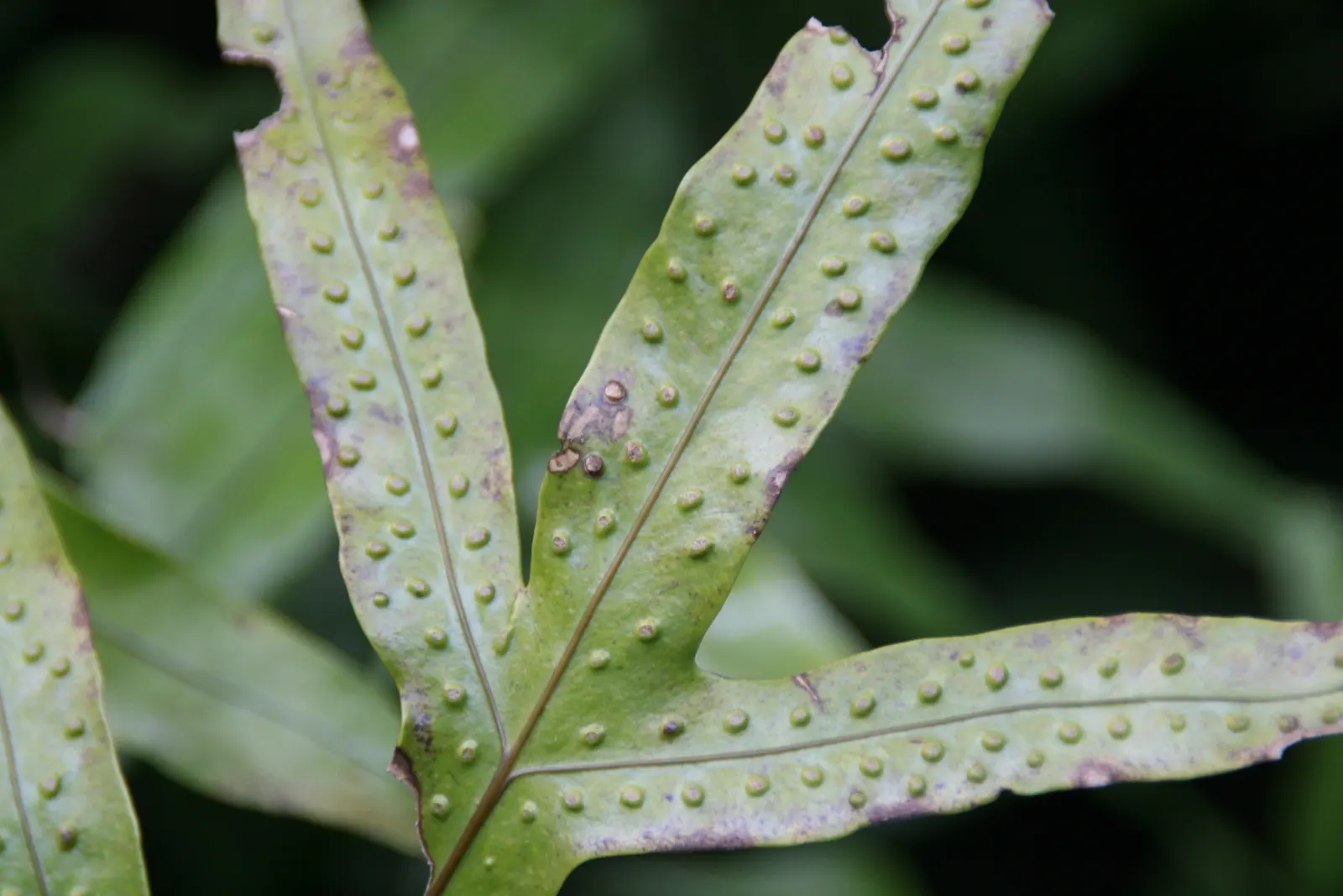 Leathery Polypody (Polypodium Scolopendria) — and while it can tolerate minor dry spells; is an evergreen fern featuring broad