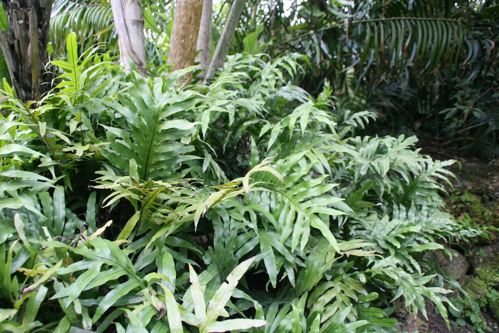 Leathery Polypody (Polypodium Scolopendria) — Its unique texture and arching shape make it ideal for tropical and subtropical underplantings