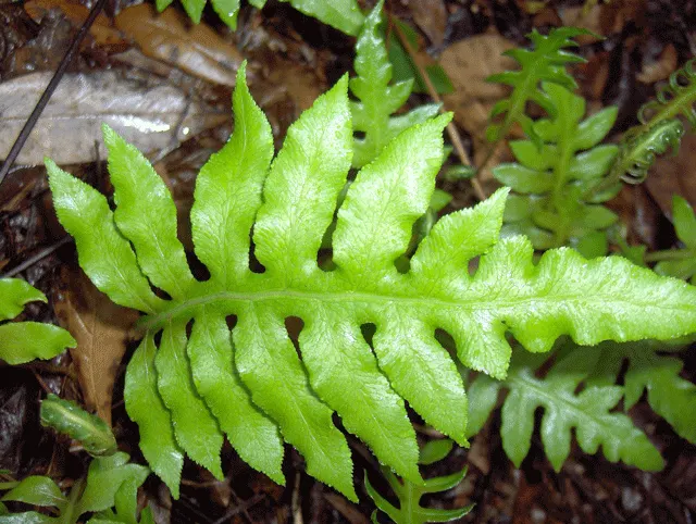 Leathery Polypody (Polypodium Scolopendria) — it boasts an evergreen nature that ensures year-round visual interest