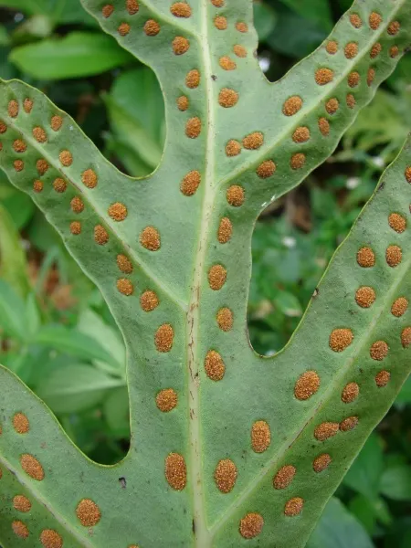 Leathery Polypody (Polypodium Scolopendria) — Soil should be well-draining and rich in organic matter