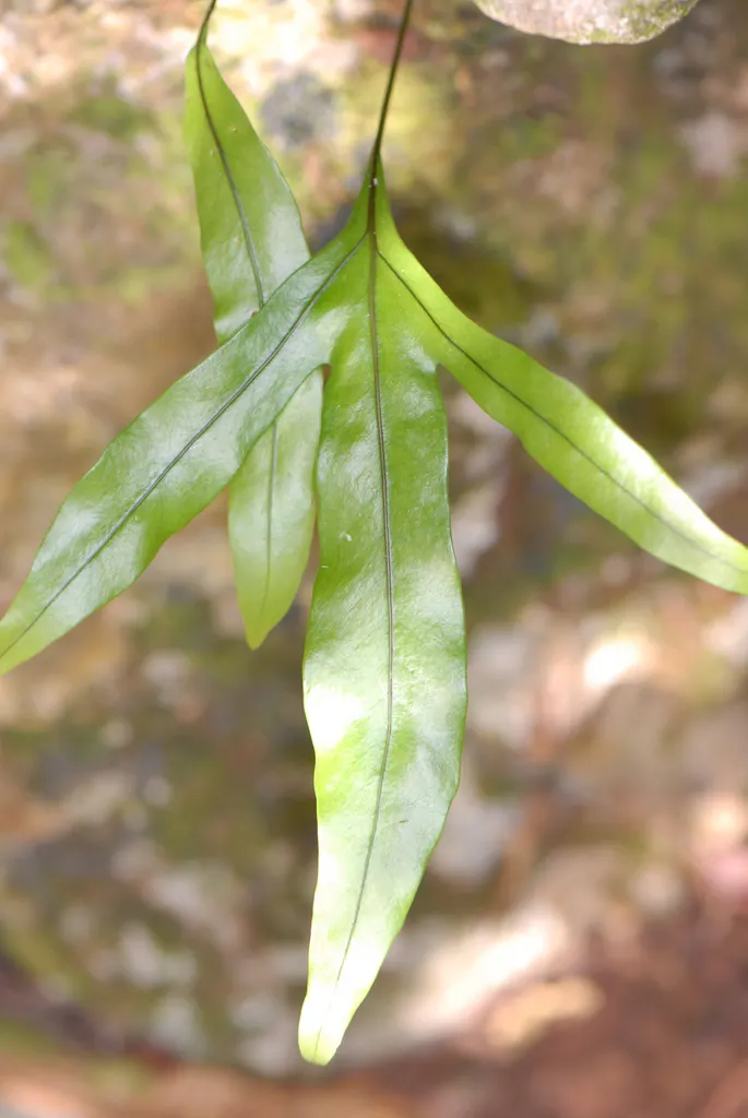 Leathery Polypody (Polypodium Scolopendria) — scientifically known as Polypodium scolopendria