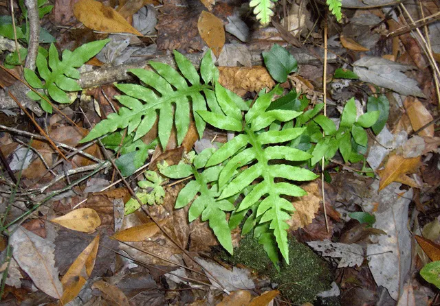 Leathery Polypody (Polypodium Scolopendria) — This low-maintenance ground cover prefers moderate moisture, with drought tolerance once established