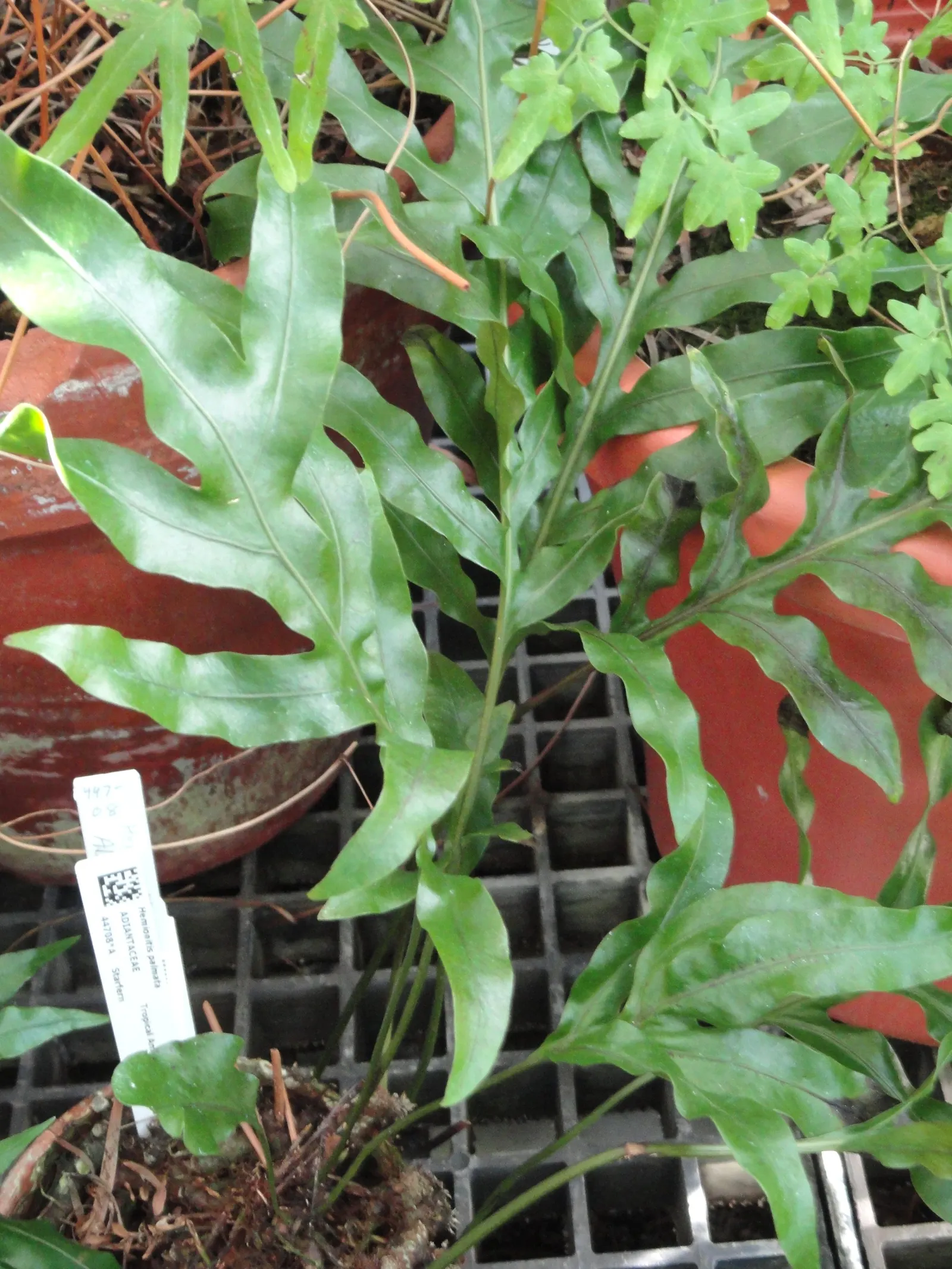 Leathery Polypody (Polypodium Scolopendria) — adding to its appeal as a carefree addition to the garden; with fronds typically reaching lengths of 12 to 24