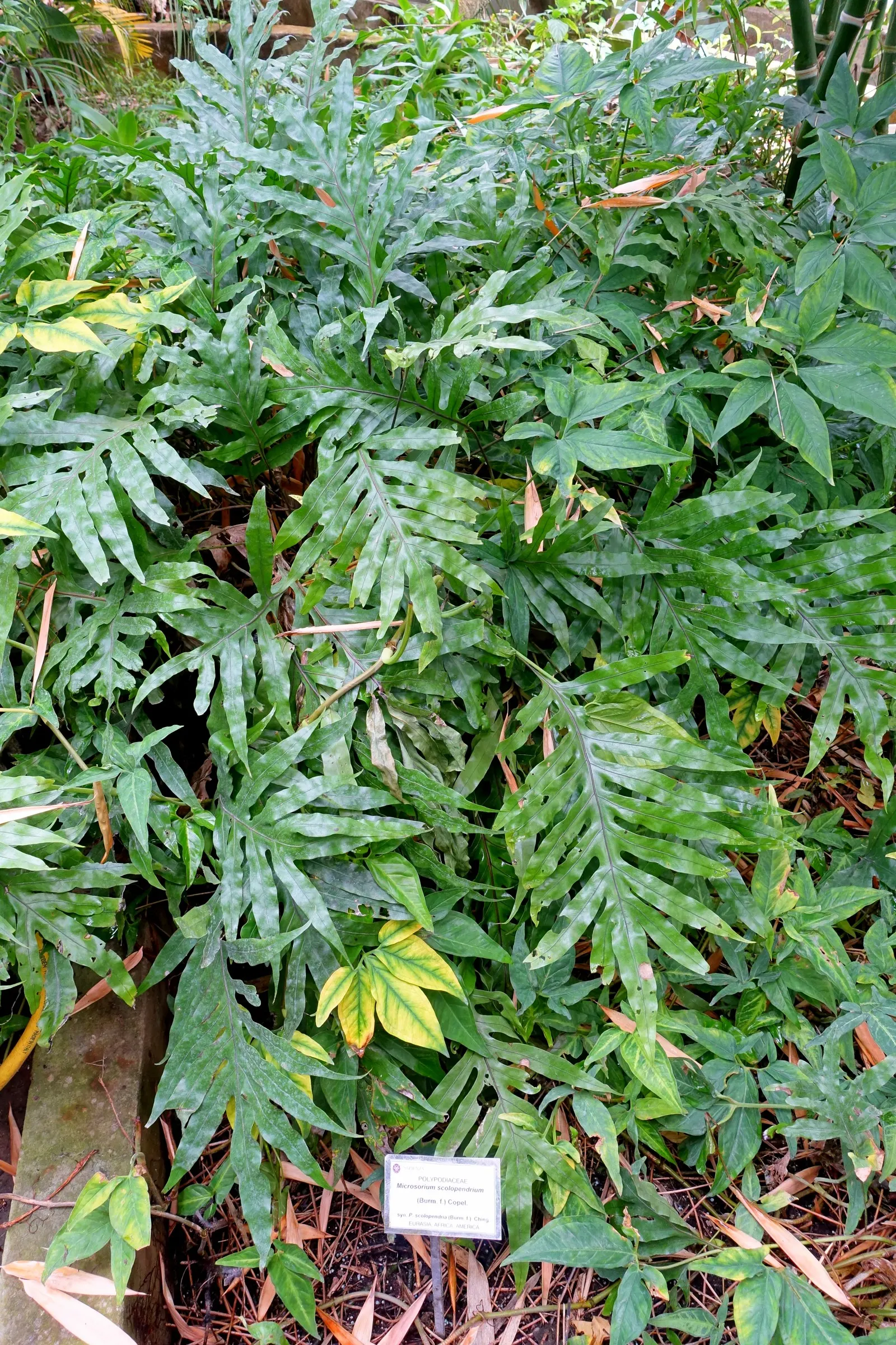 Leathery Polypody (Polypodium Scolopendria) — Its unique texture and arching shape make it ideal for tropical and subtropical underplantings; tropical feel to