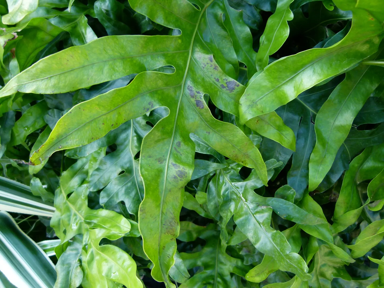 Leathery Polypody (Polypodium Scolopendria) — with fronds typically reaching lengths of 12 to 24 inches; or along borders where its evergreen foliage can