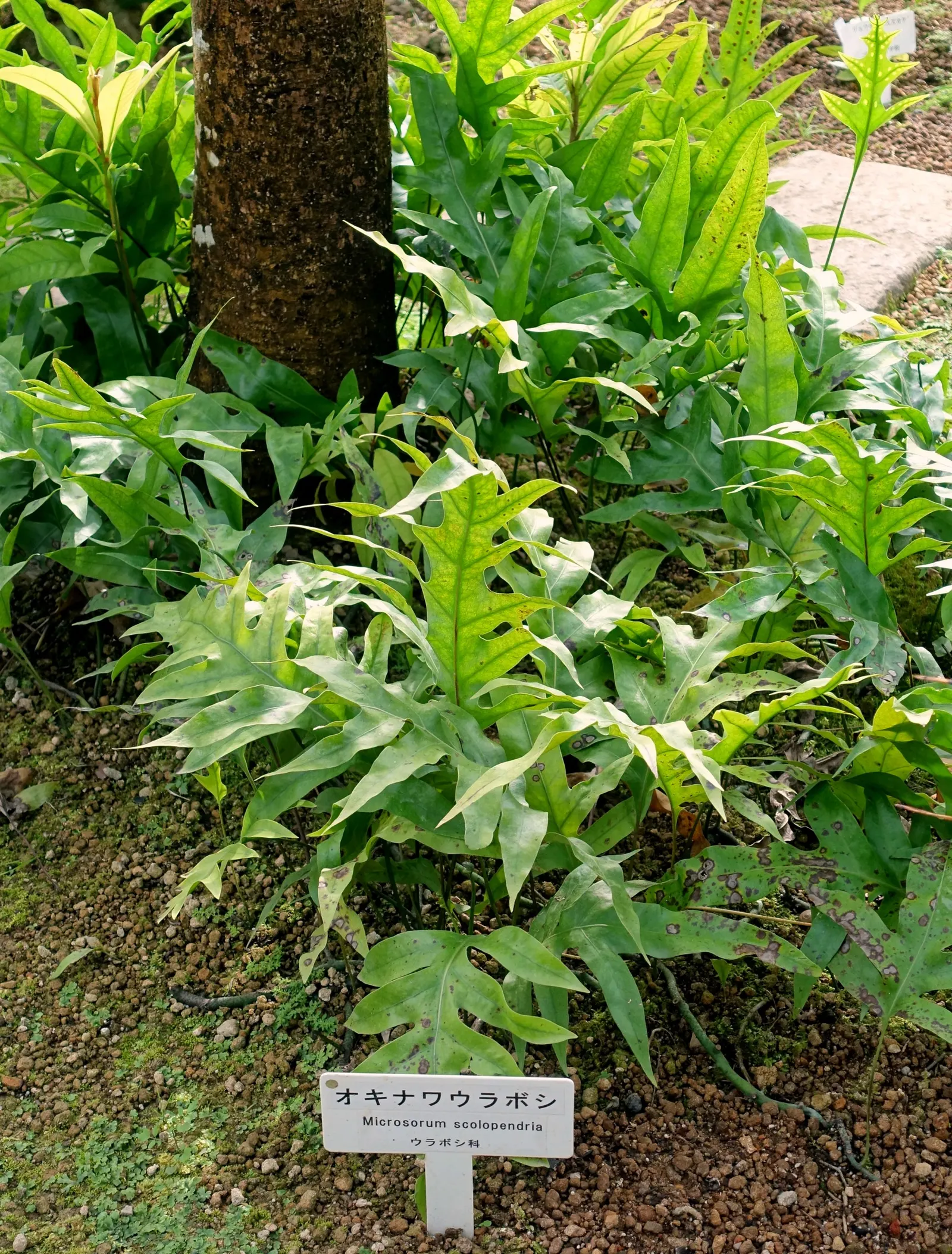 Leathery Polypody (Polypodium Scolopendria) — This fern has an arching growth habit, image 35