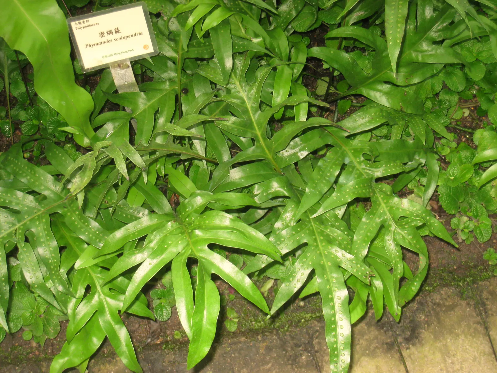 Leathery Polypody (Polypodium Scolopendria) — This low-maintenance fern is also an excellent choice for containers on shaded patios or balconies; adding to its
