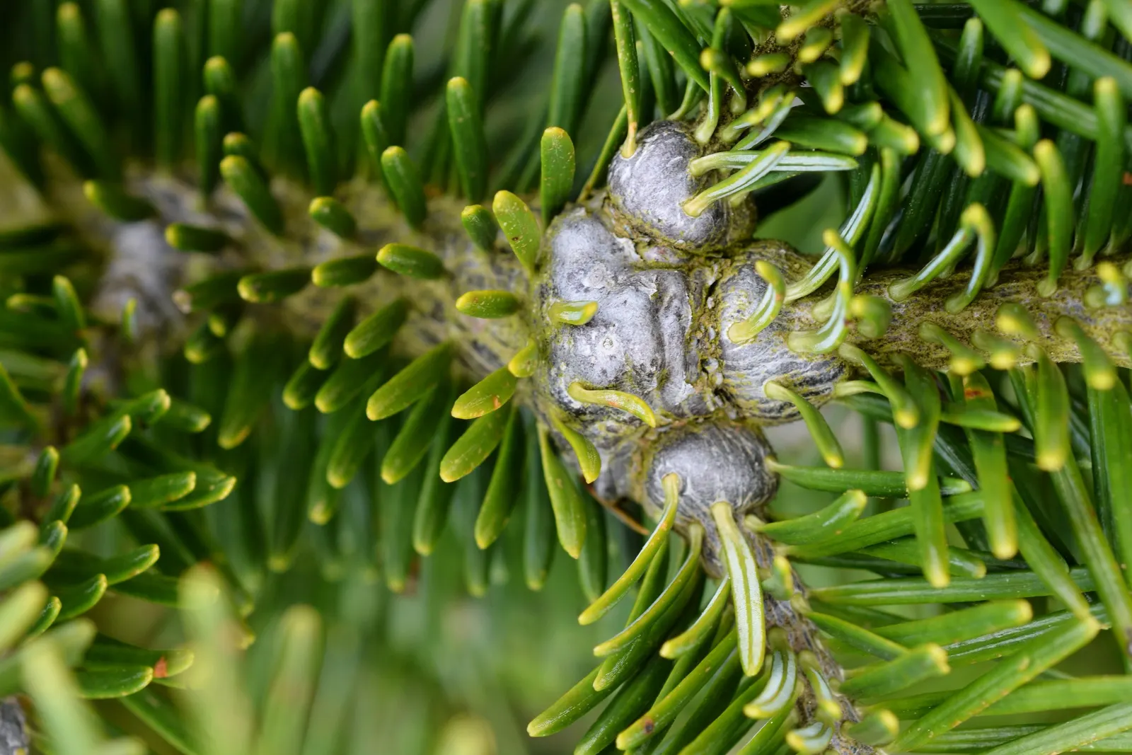 Fraser Fir (Abies Fraseri) — typically purplish in color