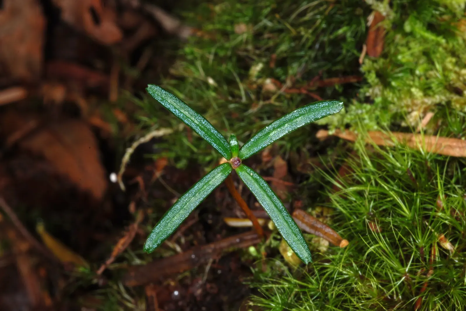 Fraser Fir (Abies Fraseri) — is a majestic evergreen renowned for its uniform pyramid shape and lush