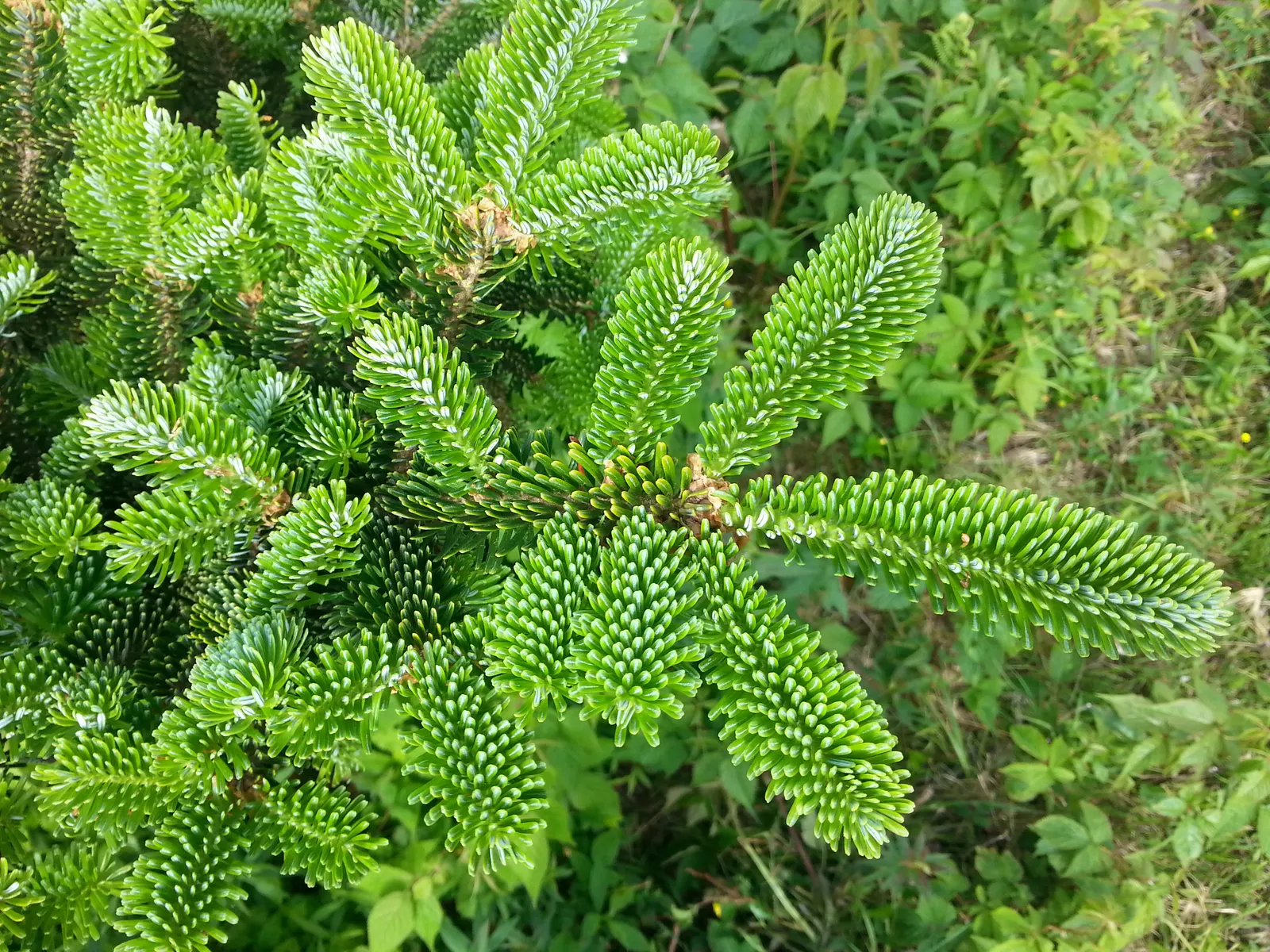 Fraser Fir (Abies Fraseri) — typically measuring 0.5 to 1 inch in length
