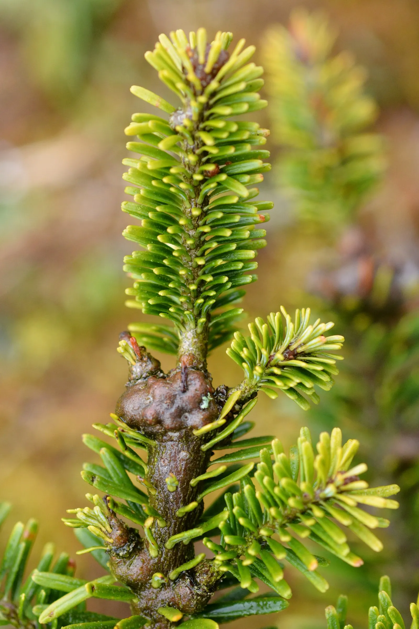 Fraser Fir (Abies Fraseri) — An ideal specimen for both ornamental and naturalized settings