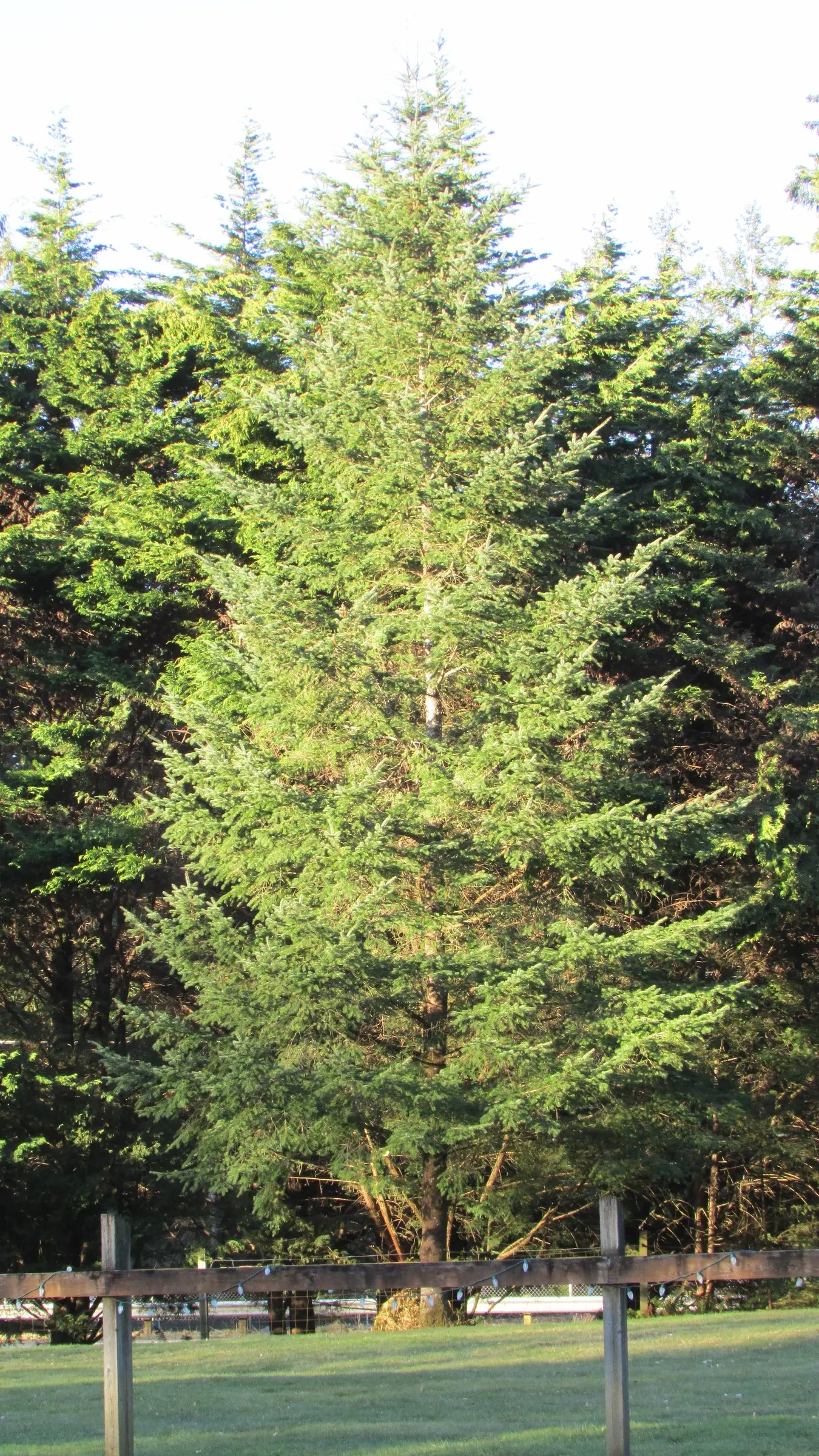 Fraser Fir (Abies Fraseri) — and are uniquely soft to the touch
