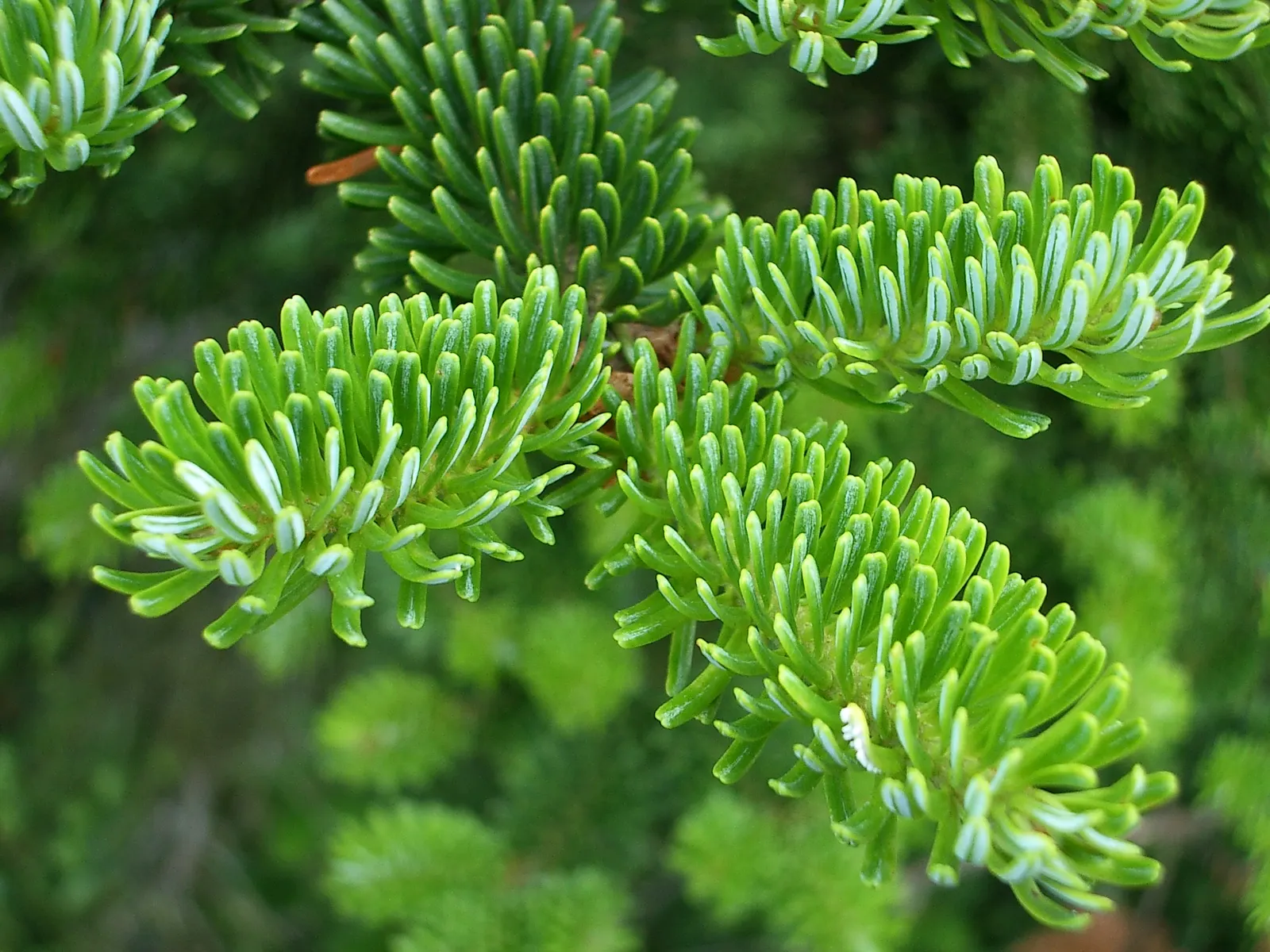 Fraser Fir (Abies Fraseri) — Pruning is generally not necessary except for the removal of dead or broken branches