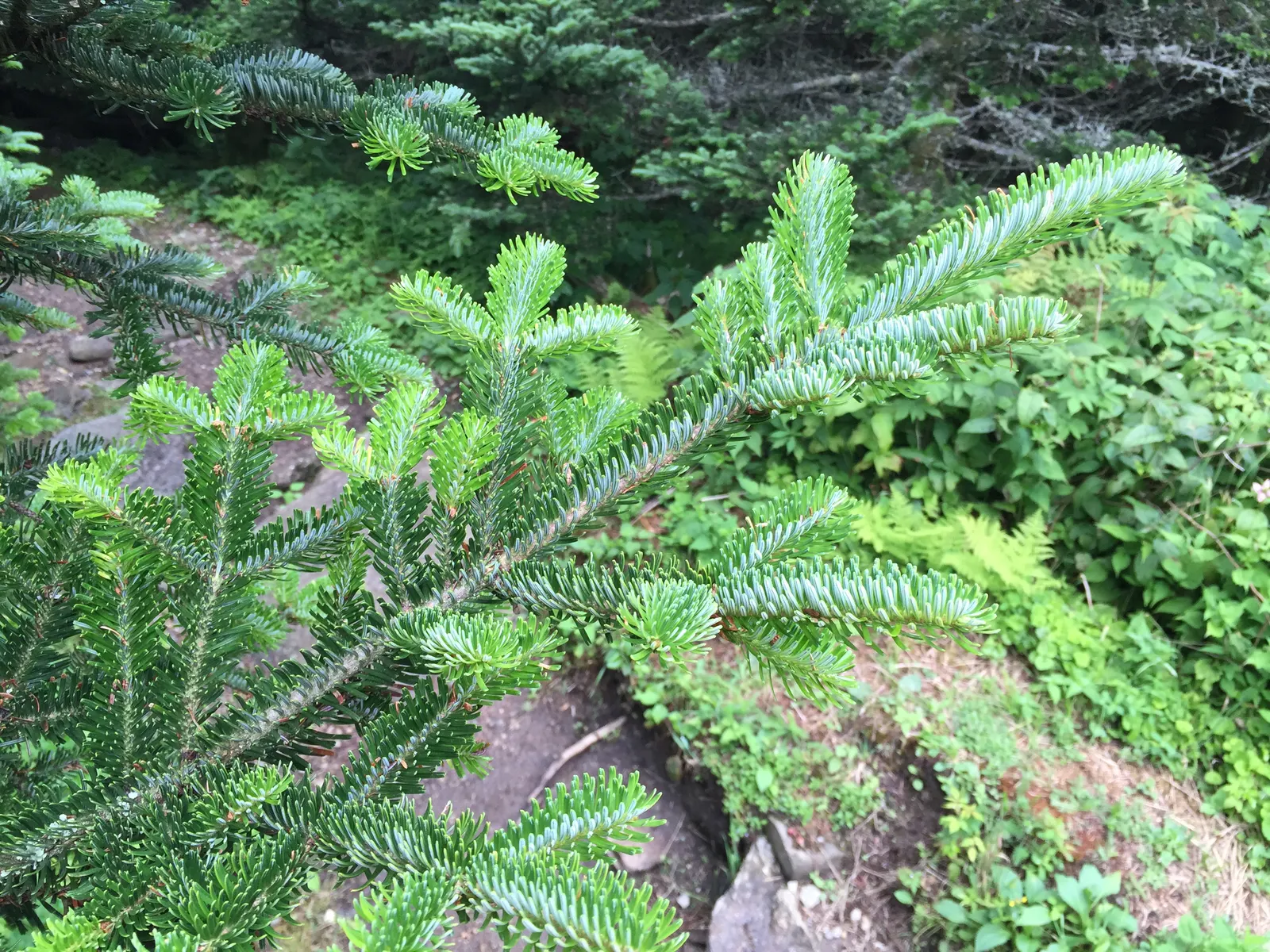 Fraser Fir (Abies Fraseri) — which stand upright on its branches and provide visual interest