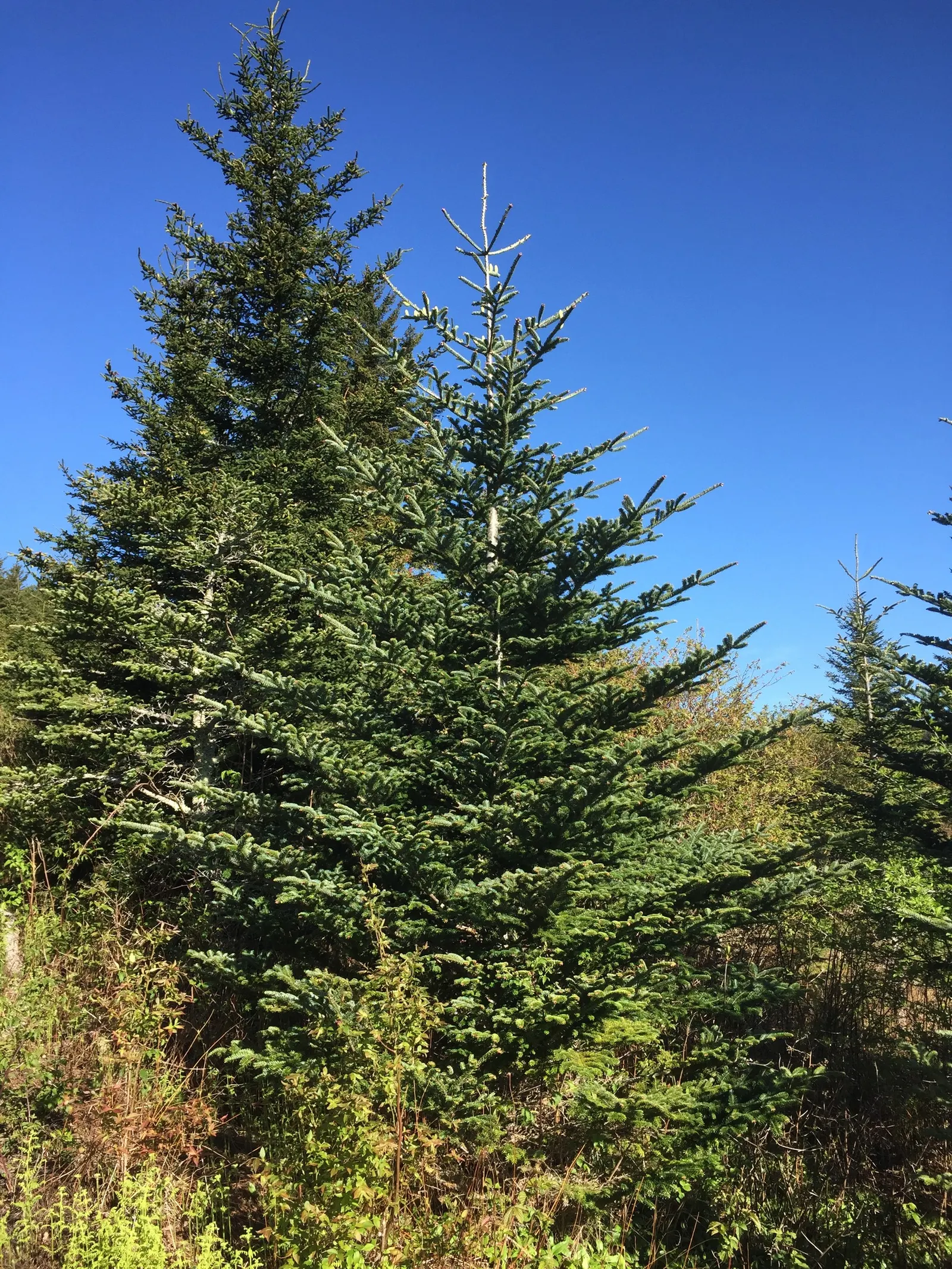 Fraser Fir (Abies Fraseri) — Reaching 30-50 feet in height with a 10-25 foot spread; typically measuring 0.5 to 1 inch in length
