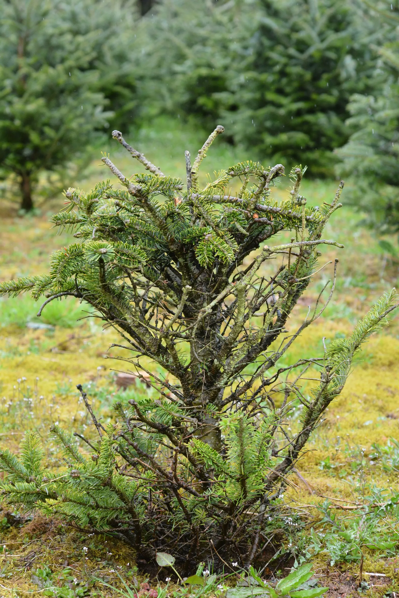 Fraser Fir (Abies Fraseri) — Given its moderate growth rate and cold hardiness (USDA Zones 4-7)