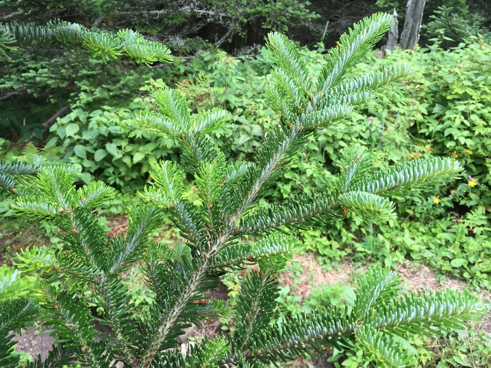 Fraser Fir (Abies Fraseri) — As a popular Christmas tree choice