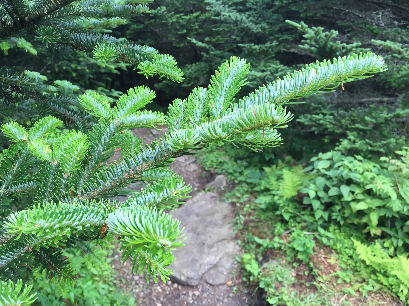Fraser Fir (Abies Fraseri) — It produces cones that are 2 to 4 inches long