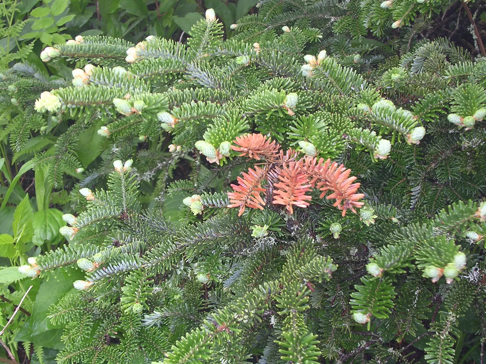 Fraser Fir (Abies Fraseri) — Ideal for a showpiece spot, it provides a classic holiday ambiance; commonly known as the Fraser Fir