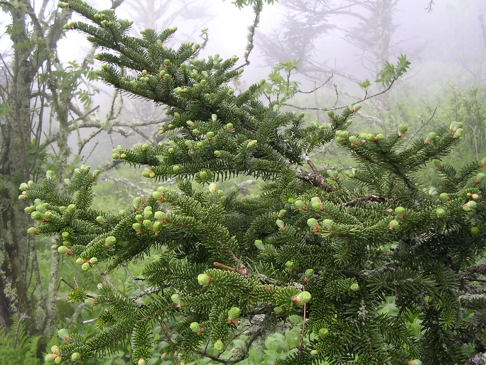 Fraser Fir (Abies Fraseri) — its needles are an attractive dark green with silvery undersides; acidic soil and will thrive in full sun to partial shade