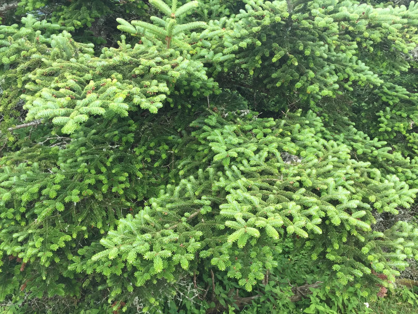 Fraser Fir (Abies Fraseri) — Regular watering and mulching around the base help maintain soil moisture and protect its shallow root system