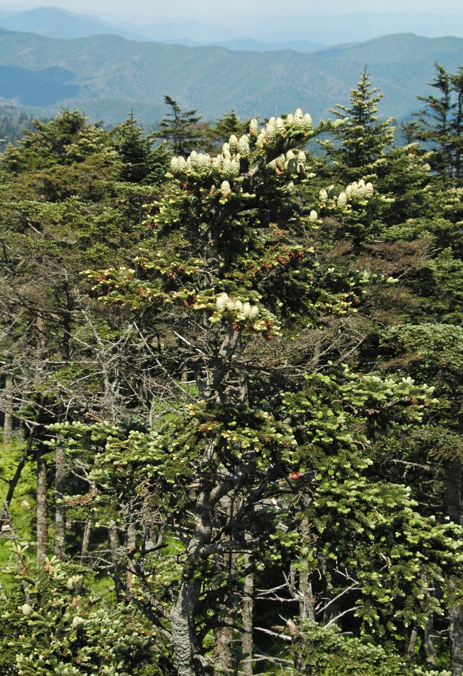 Fraser Fir (Abies Fraseri) — conifer / tree for full or half